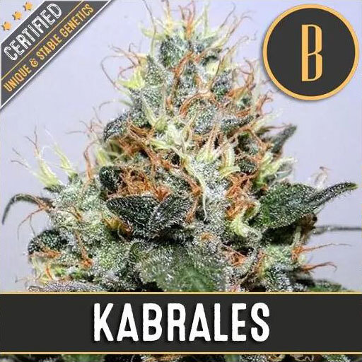 Blimburn Seeds - Kabrales (fem.)