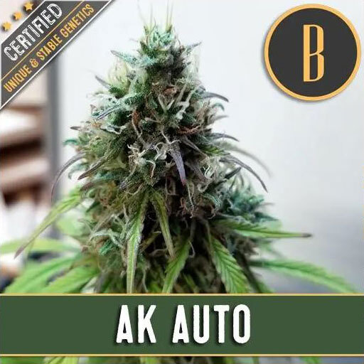 Blimburn Seeds - AK Auto (auto/fem.)