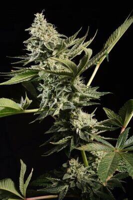 Paradise Seeds - Glowstarz (fem.) 08580