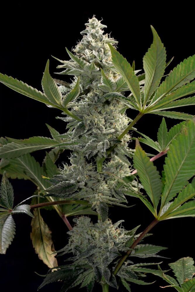 Paradise Seeds - Glowstarz (fem.)