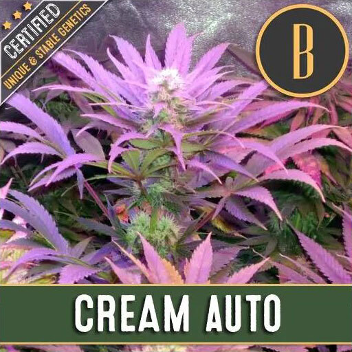 Blimburn Seeds - Cream Auto (auto/fem.)