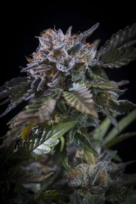 Paradise Seeds - White Noise (fem.) 08581
