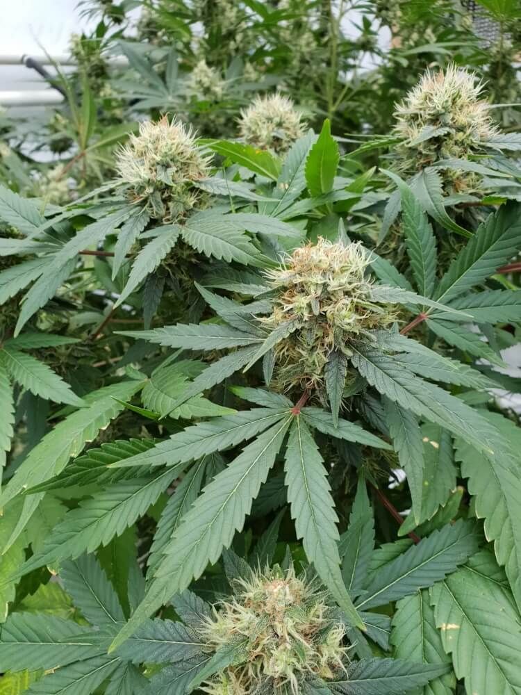 Paradise Seeds - Stromboli Auto (auto/fem.)