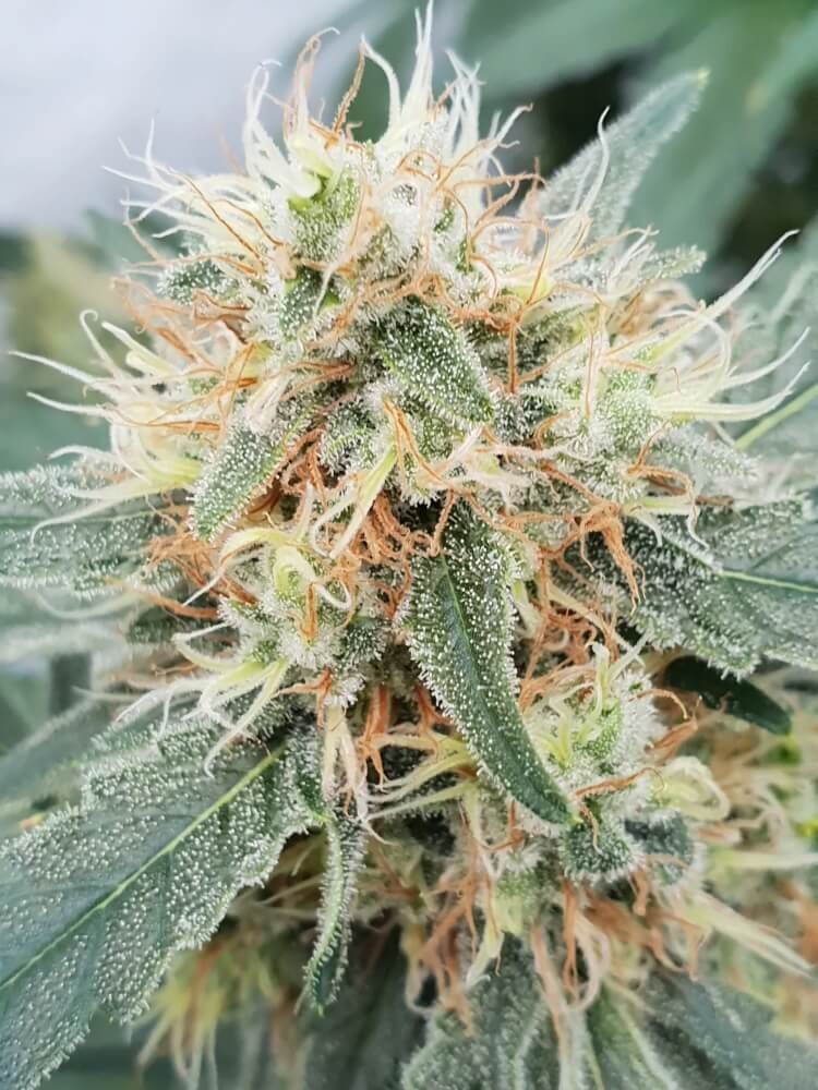 Paradise Seeds - Stromboli Auto (auto/fem.)