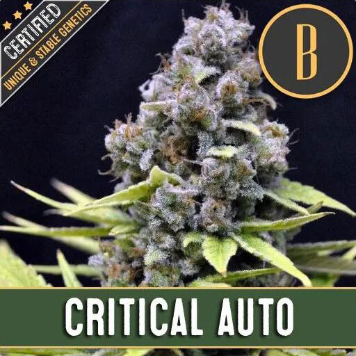 Blimburn Seeds - Critical Auto (auto/fem.)