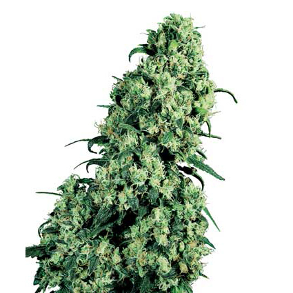 Sensi Seeds - Skunk #1 (fem.)