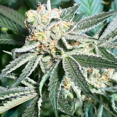Dark Horse Genetics - Royal Hulk (reg.) 08586