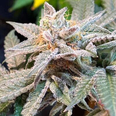 Dark Horse Genetics - The Pedigree (reg.) 08587
