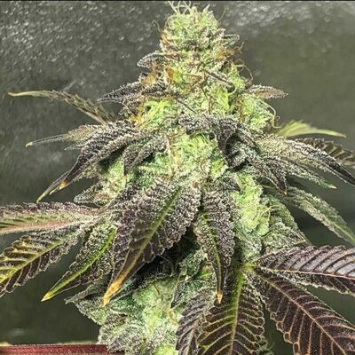 Dark Horse Genetics - Party Monzter (reg.) 08590
