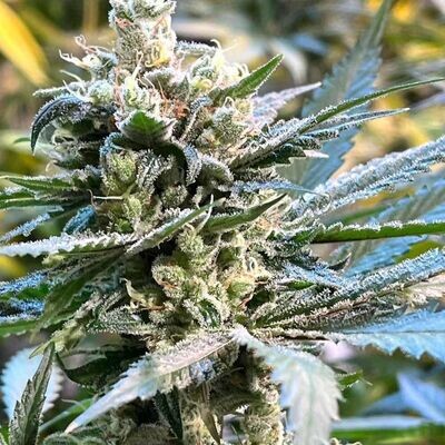 Dark Horse Genetics - The Undercaker (reg.) 08588