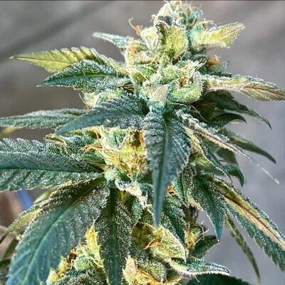 Dark Horse Genetics - Lethal Protector (reg.) 08589