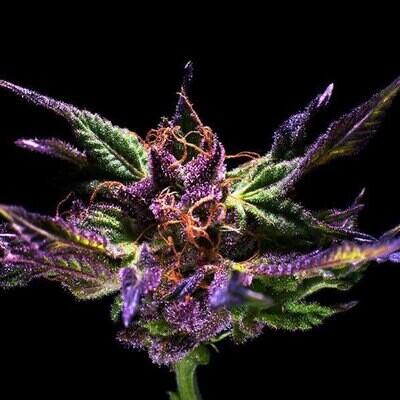 Grand Daddy Genetics - Grand Daddy Purple Original (reg.) 08591