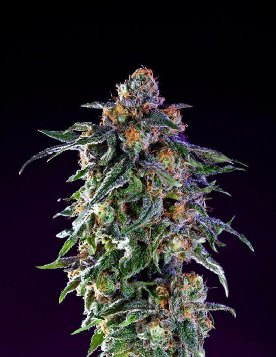 Grand Daddy Genetics - Grand Daddy Purple Original (reg.)