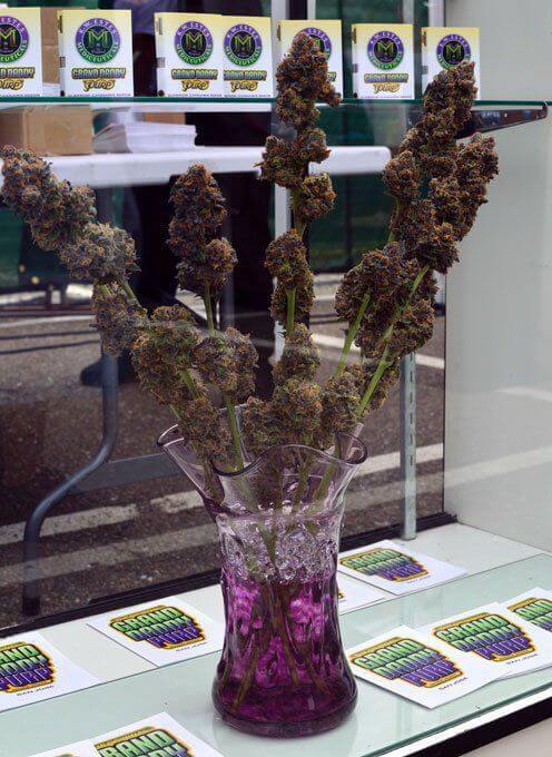 Grand Daddy Genetics - Grand Daddy Purple Original (reg.)