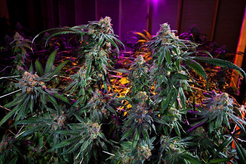 Grand Daddy Genetics - Grand Daddy Purple Original (reg.)