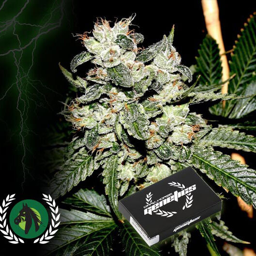 Dark Horse Genetics - The Original Bruce Banner #3 (reg.)
