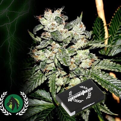 Dark Horse Genetics - Original Bruce Banner F2 (reg.) 08649