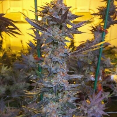 Dark Horse Genetics - Savage Hulk F2 (reg.) 08593