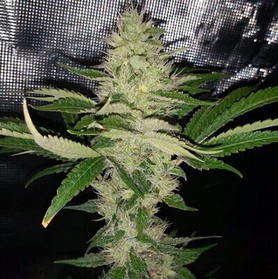 Dark Horse Genetics - Cry Baby (reg.) 08594