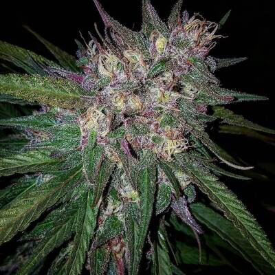 Grand Daddy Genetics - Bay Berry (reg.) 08597