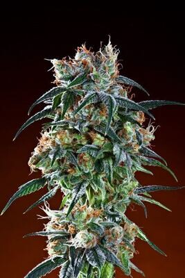 Grand Daddy Genetics - Bay 11 (reg.) 08596