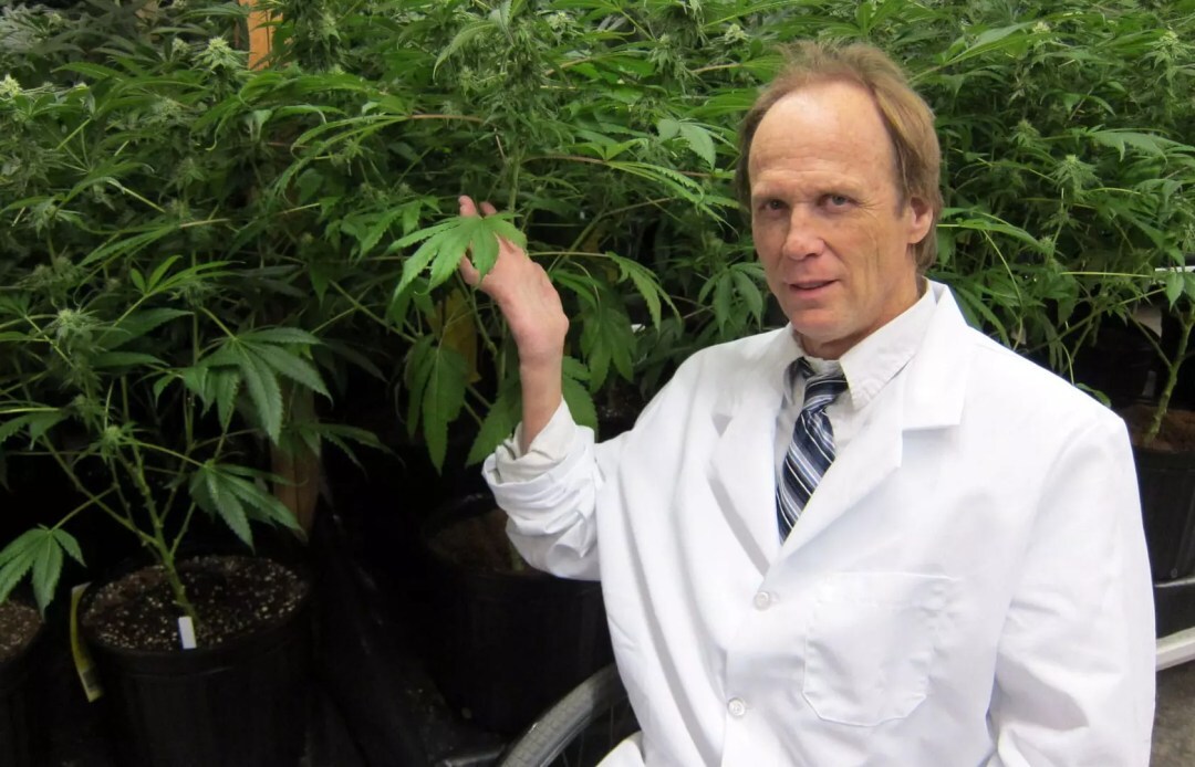 Grand Daddy Genetics - Grand Daddy Purple Original (reg.)