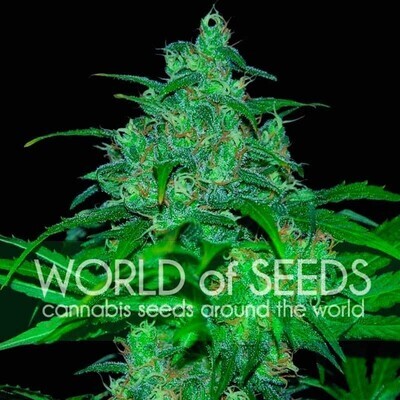 World Of Seeds - Wild Thailand (fem.) 03673