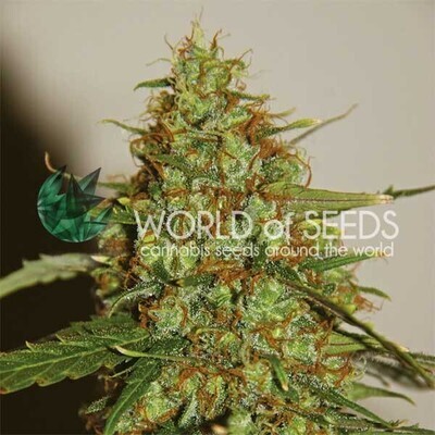 World Of Seeds - Wild Thailand Ryder (auto/fem.) 03787