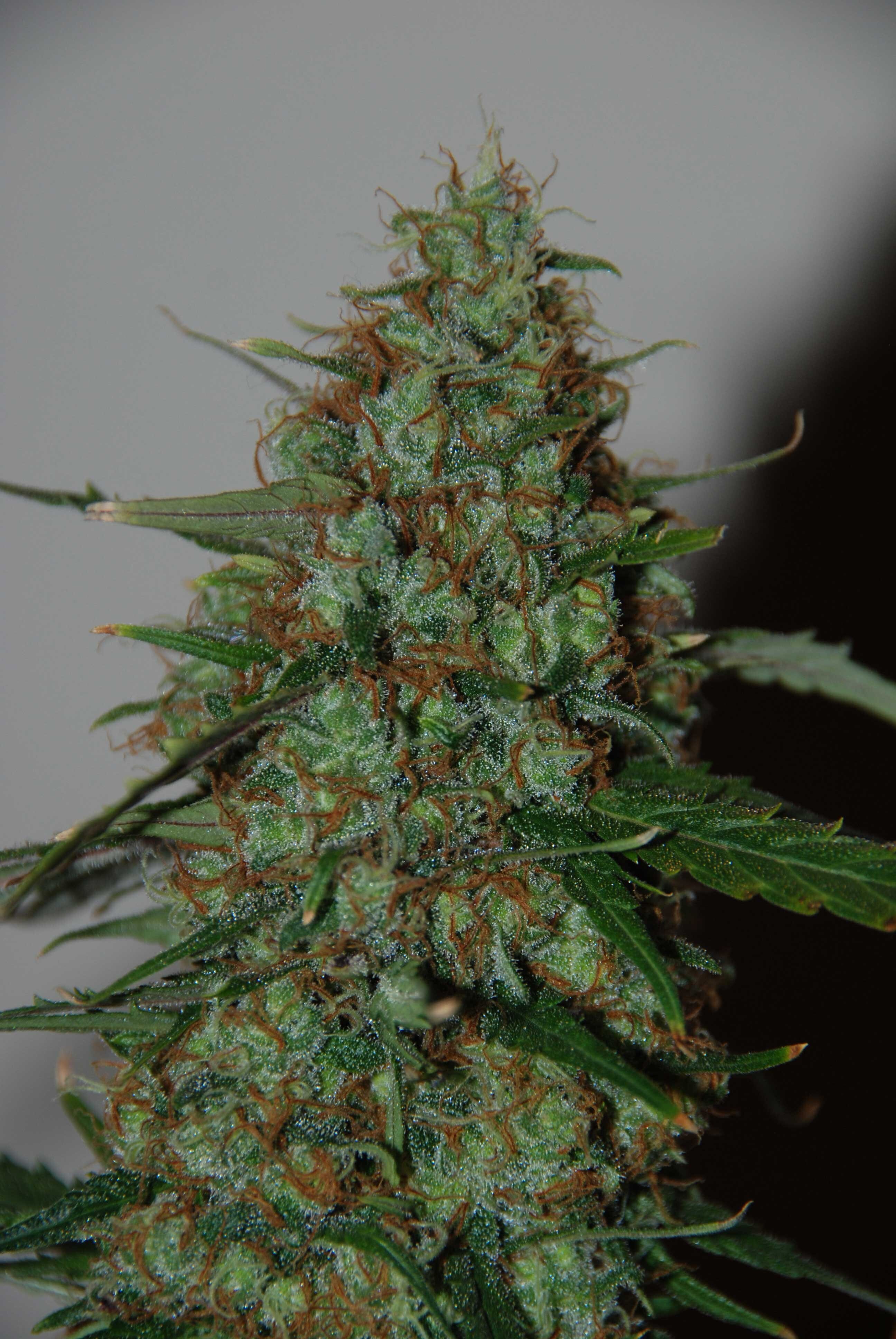 World Of Seeds - Wild Thailand Ryder (auto/fem.)