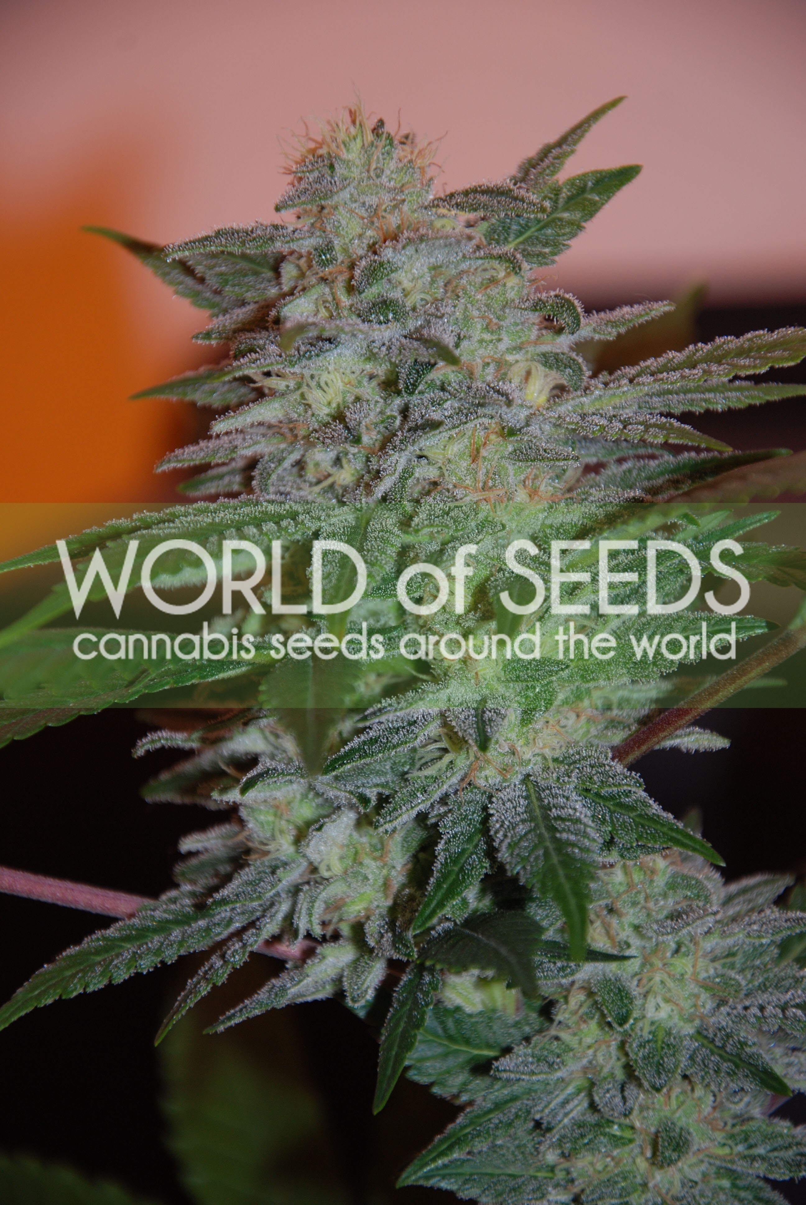 World Of Seeds - Yumbolt 47 (fem.)
