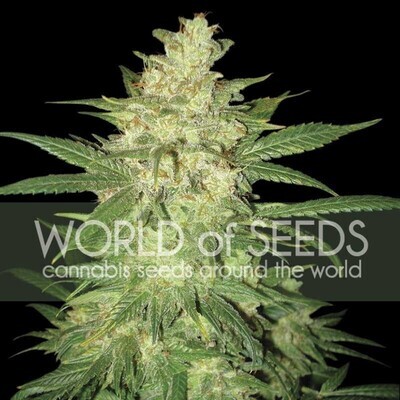 World Of Seeds - Colombian Gold Ryder aka Sweet Coffee Ryder (auto/fem.) 03785
