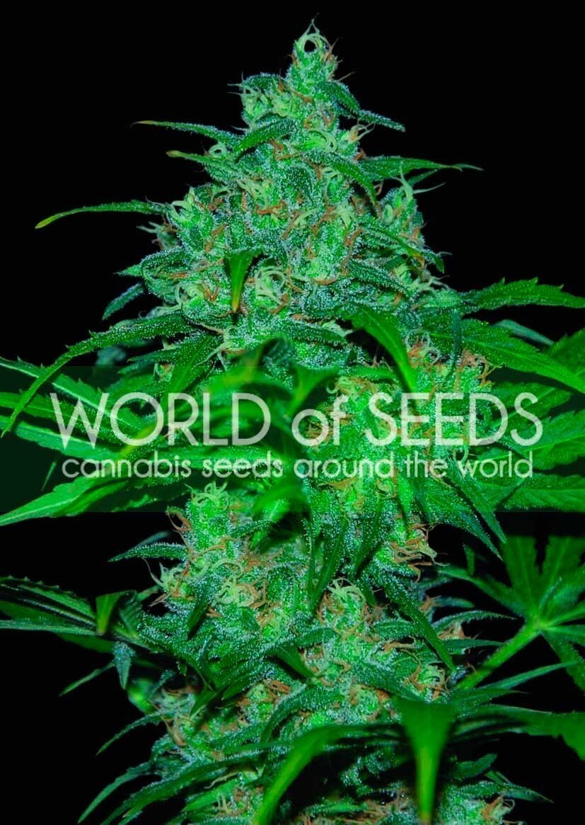 World Of Seeds - Wild Thailand (fem.)