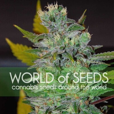 World Of Seeds - Space (fem.) 03764