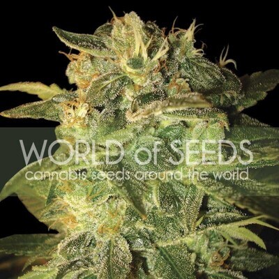 World Of Seeds - Sugar Mango Ryder (auto/fem.) 03784