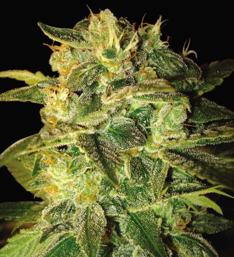 World Of Seeds - Sugar Mango Ryder (auto/fem.)