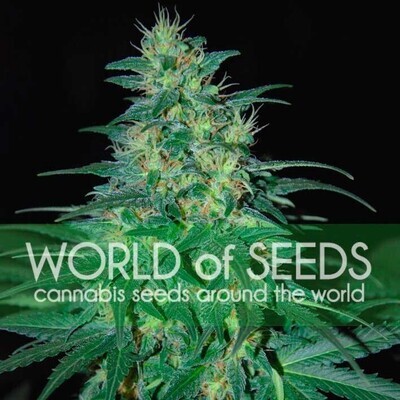 World Of Seeds - South African Kwazulu (fem.) 03691