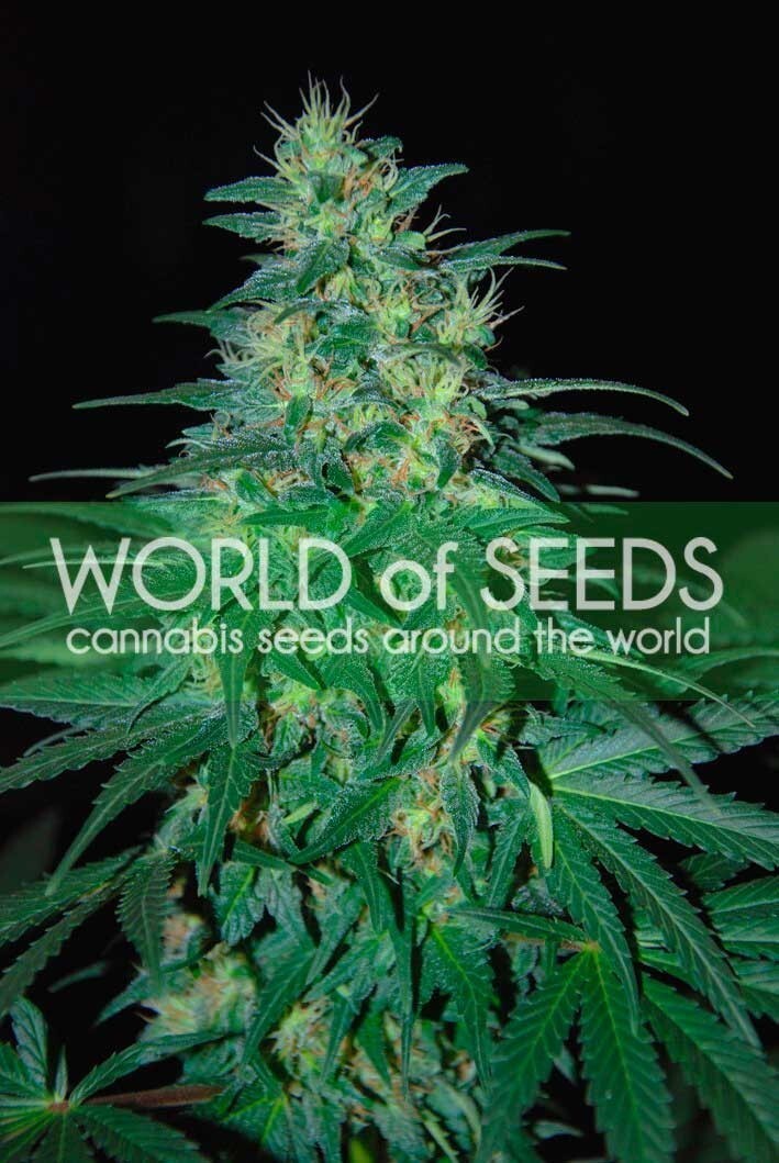 World Of Seeds - South African Kwazulu (fem.)
