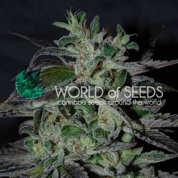 World Of Seeds - Strawberry Blue (fem.)
