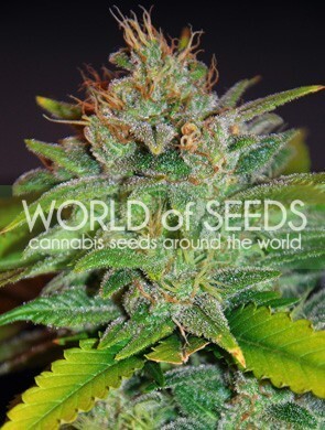 World Of Seeds - Skunk 47 (fem.)