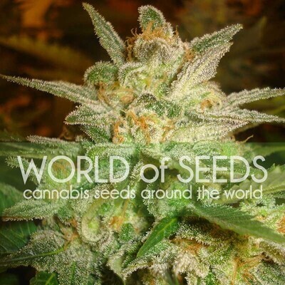 World Of Seeds - Star 47 (fem.) 03761
