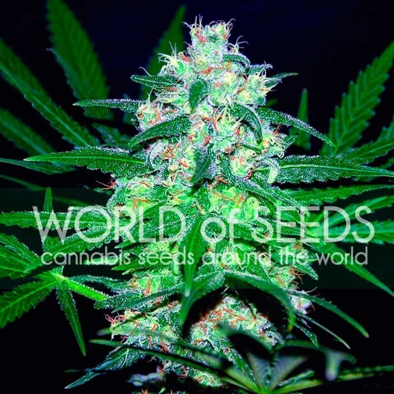 World Of Seeds - Pakistan Valley (fem.)