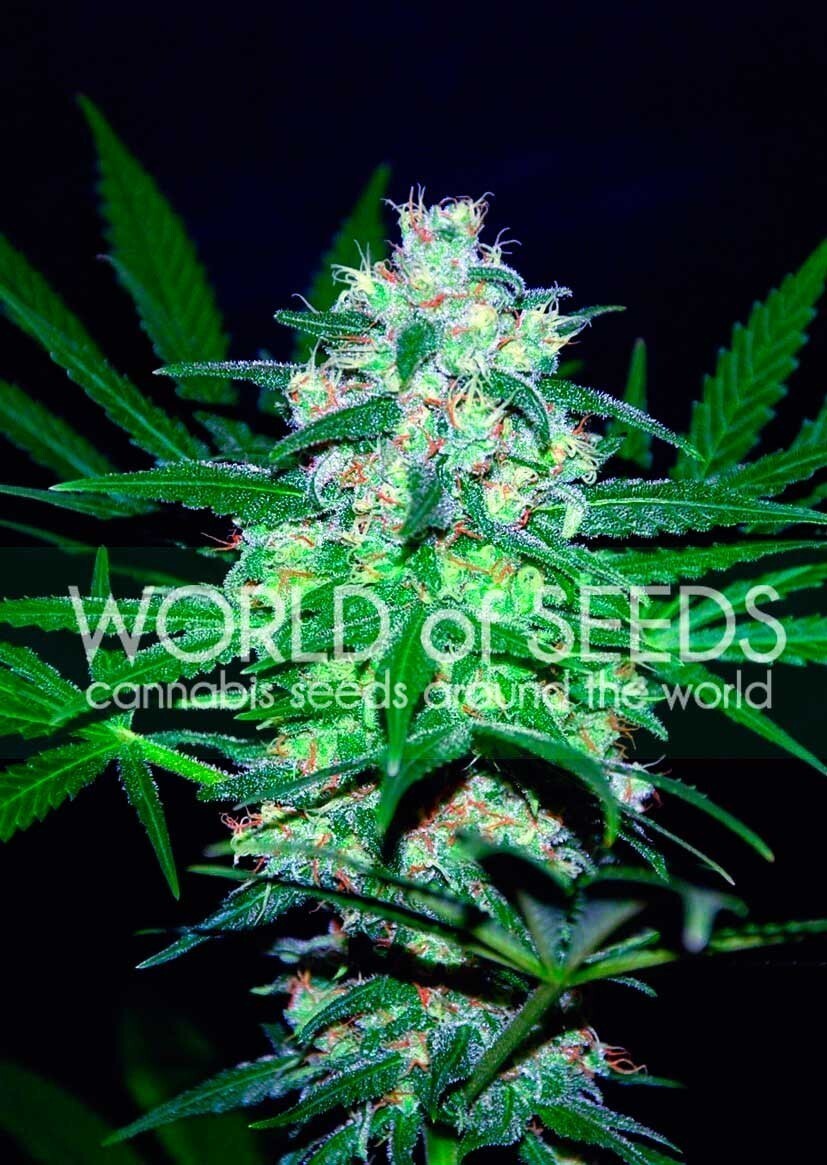 World Of Seeds - Pakistan Valley (fem.)