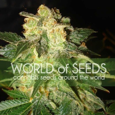 World Of Seeds - Pakistan Ryder (auto/fem.) 03783