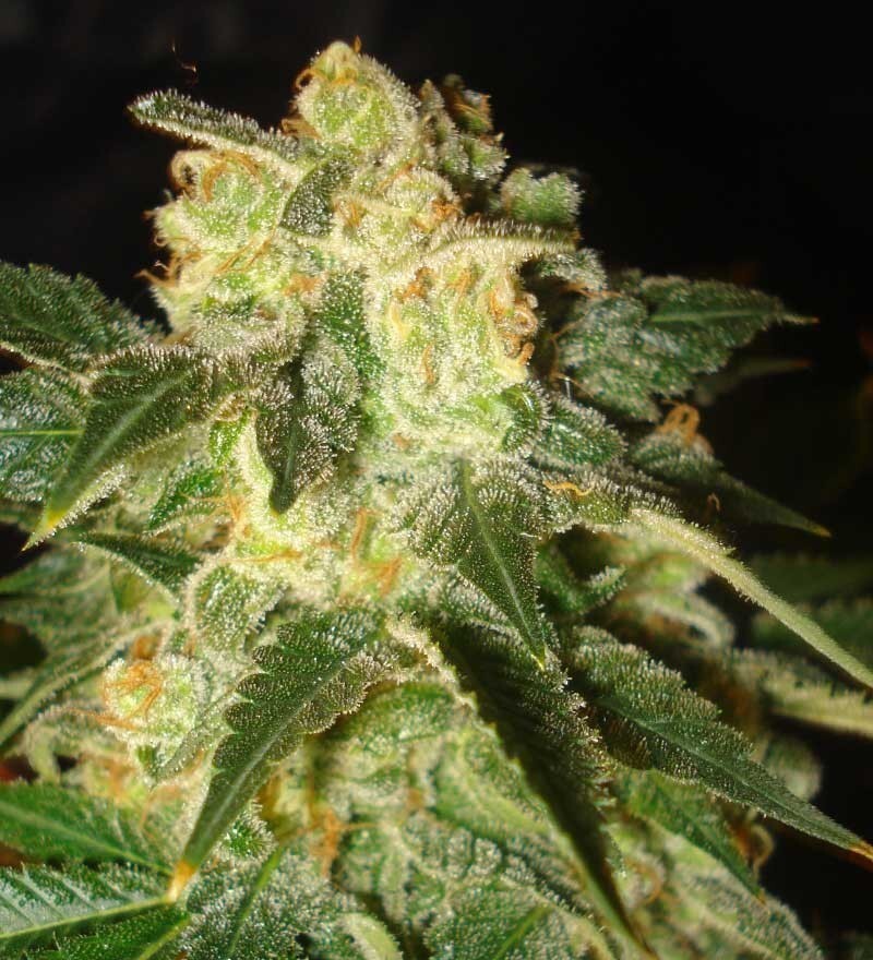 World Of Seeds - Pakistan Ryder (auto/fem.)