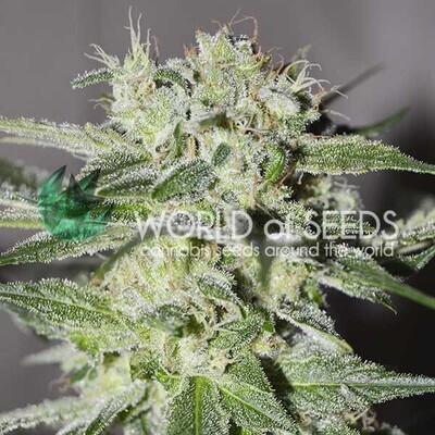 World Of Seeds - Pakistan Valley (fem.) 03689