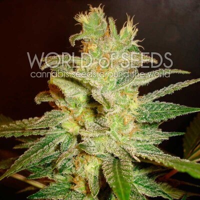 World Of Seeds - Northern Light x Big Bud (fem.) 03768