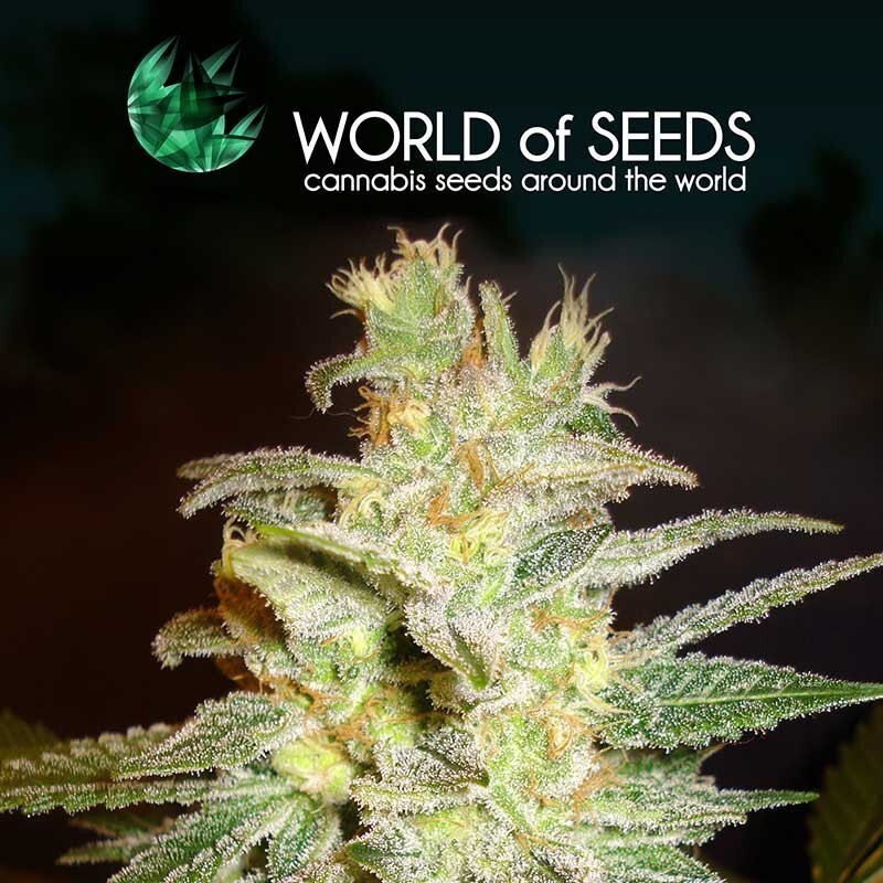 World Of Seeds - Northern Light x Big Bud (fem.)