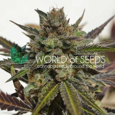 World Of Seeds - Northern Light x Skunk (fem.) 03778
