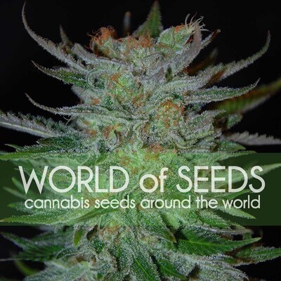 World Of Seeds - New York 47 (fem.) 03759