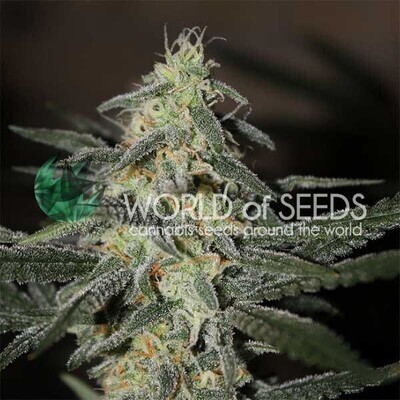 World Of Seeds - Northern Light x Big Bud Early Harvest (fem.) 08610